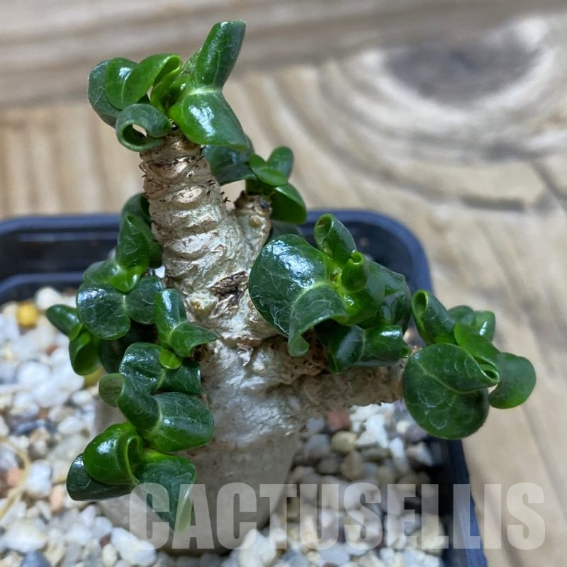 SH17060 Adenium arabicum DHA