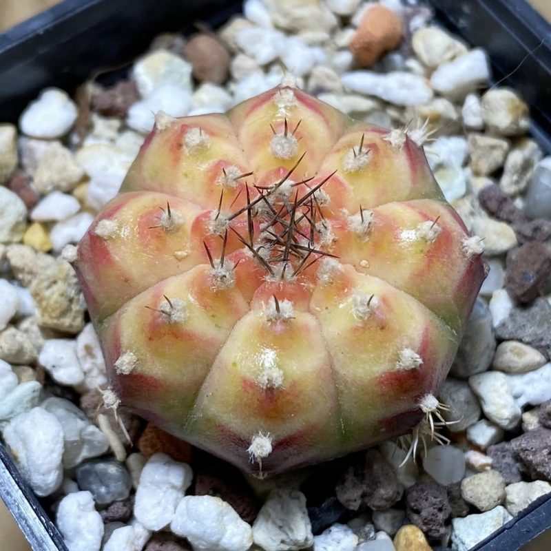 SH17742 Gymnocalycium mihanovichii 'Neon'
