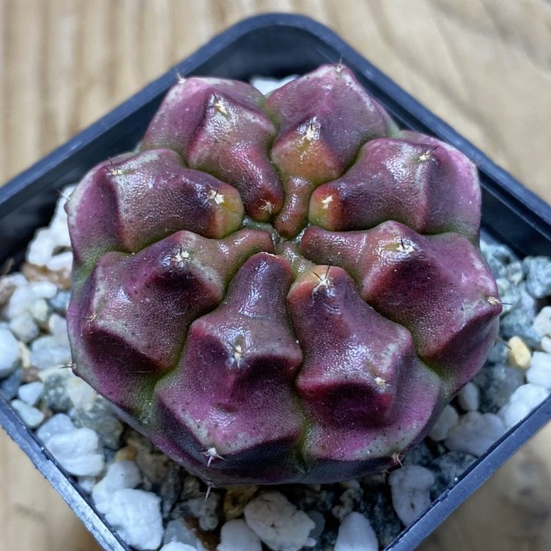 SH16707 Gymnocalycium mihanovichii ‘Day Dream’, seedling