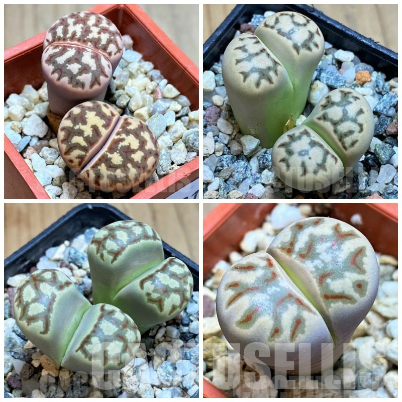 LOT892  20 SEEDS Lithops dorotheae -Select form- Harvest 2024