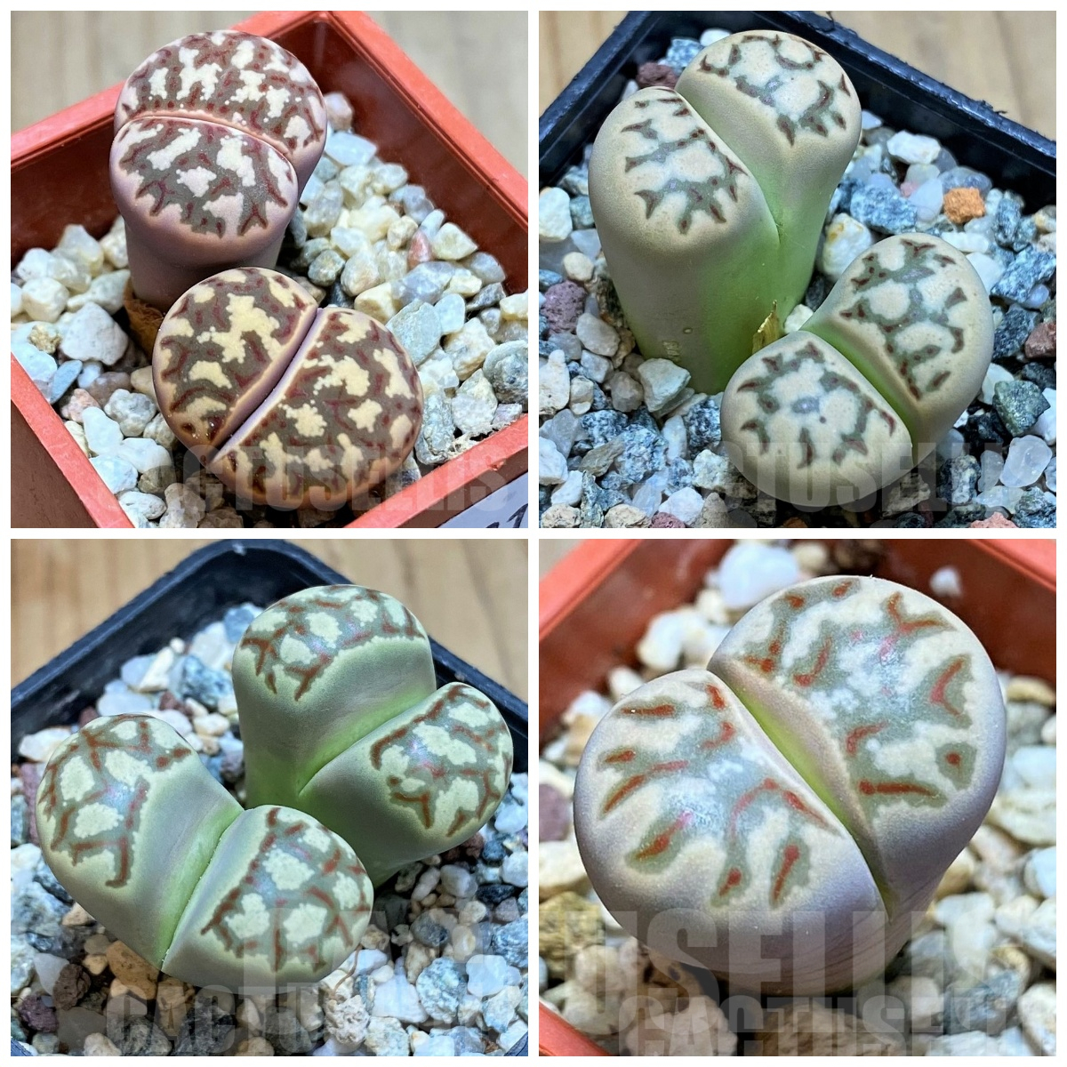 LOT892 20 SEEDS Lithops dorotheae -Select form- Harvest 2024