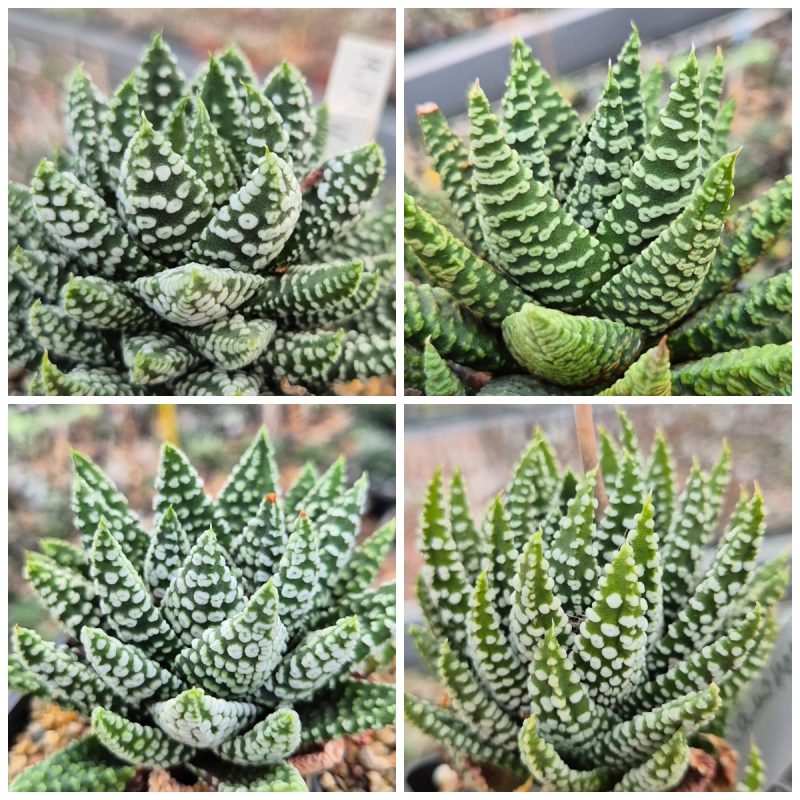 LOT939 20 SEEDS Haworthia pumila ‘Donut’, compact form 2025
