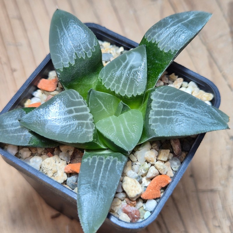 VVG13547 Haworthia bayeri hybrid seedling