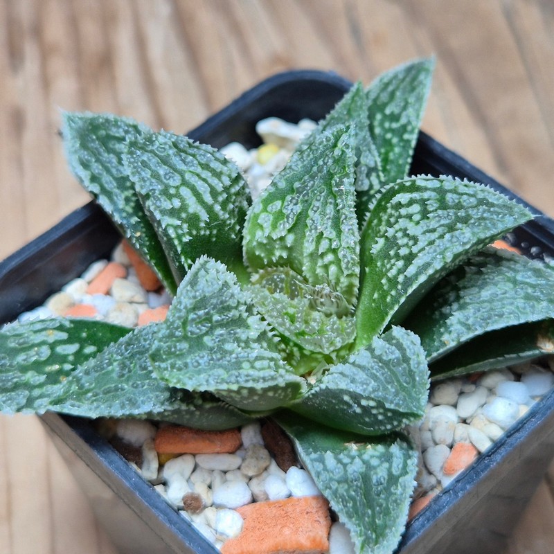 VVG13549 Haworthia ‘Black Major’ x ‘Yulia’ F2 seedling