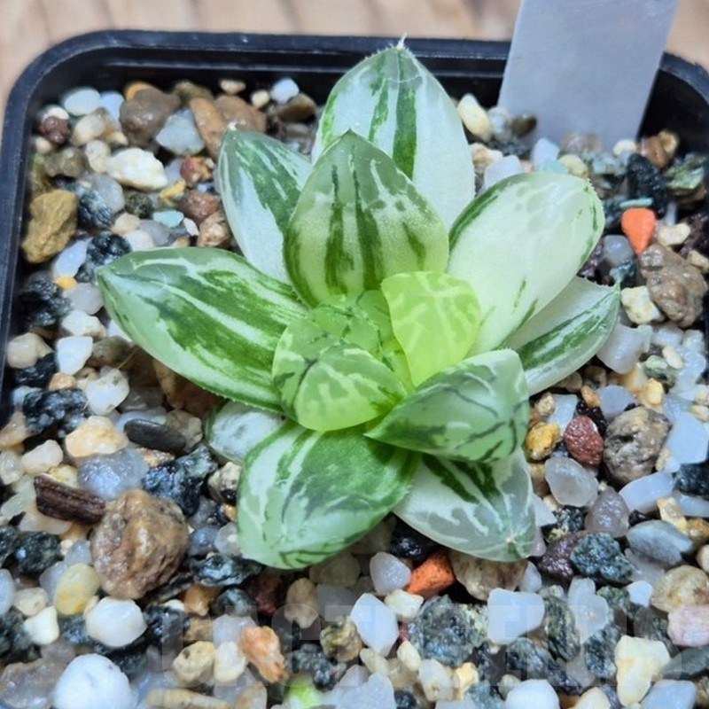 VVG16999 Haworthia obtusa ‘Komomo’ f. variegata ex. Japan