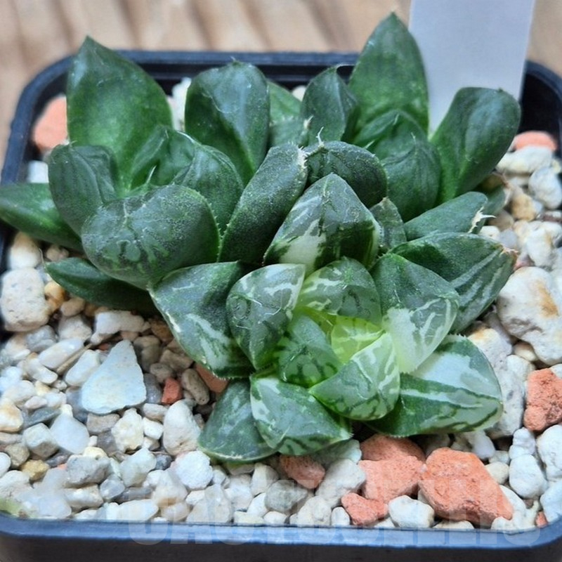 VVG17000 Haworthia obtusa ‘Komomo’ f. variegata ex. Japan