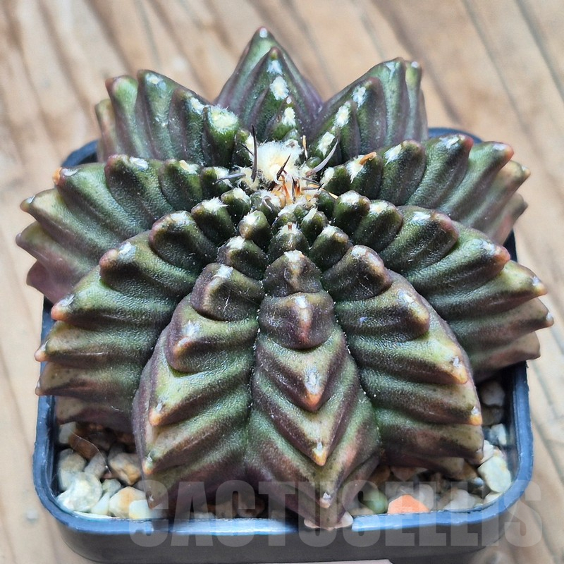 VVG17001 Gymnocalycium mihanovichii ‘inermis’, seedling
