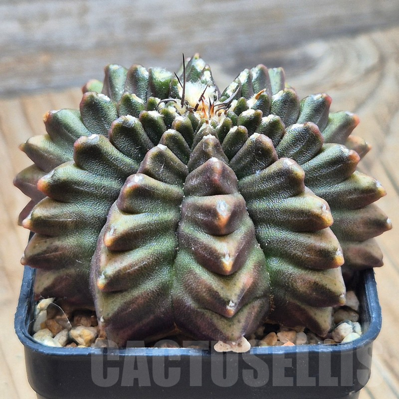 VVG17001 Gymnocalycium mihanovichii ‘inermis’, seedling - Obrázek 2