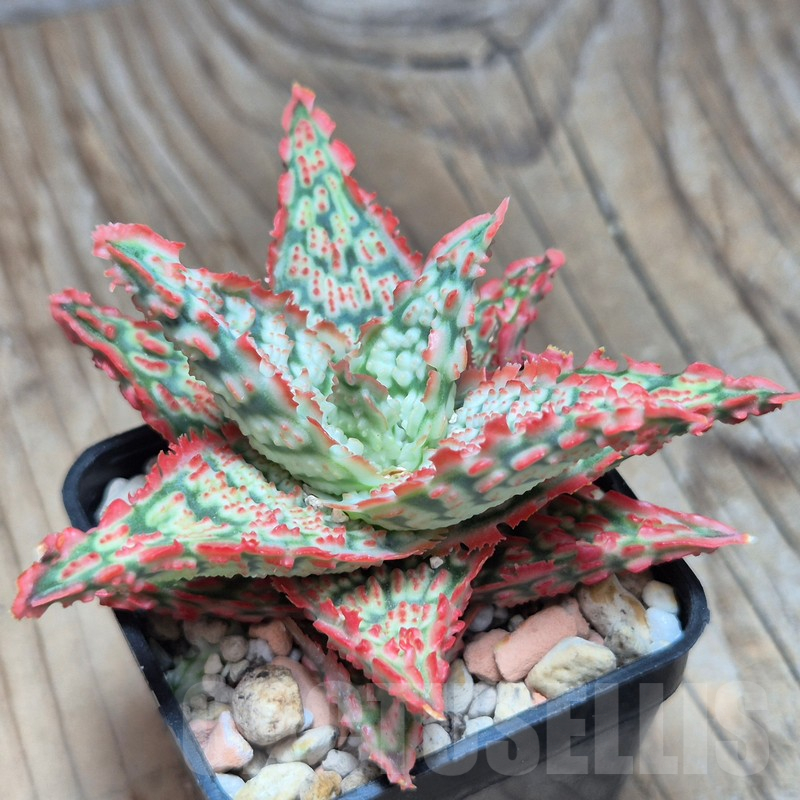 VVG17003 Aloe TCT hybrid