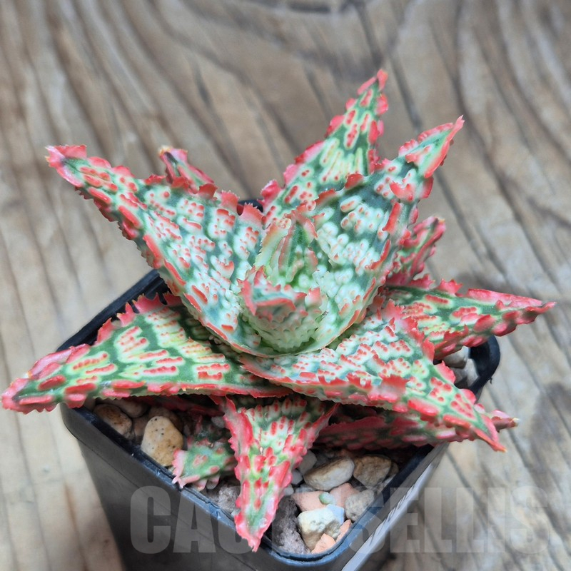 VVG17003 Aloe TCT hybrid - immagine 2