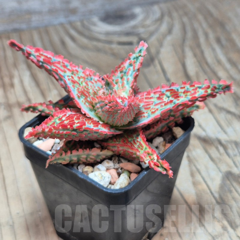 VVG17004 Aloe TCT hybrid - Imagen 2