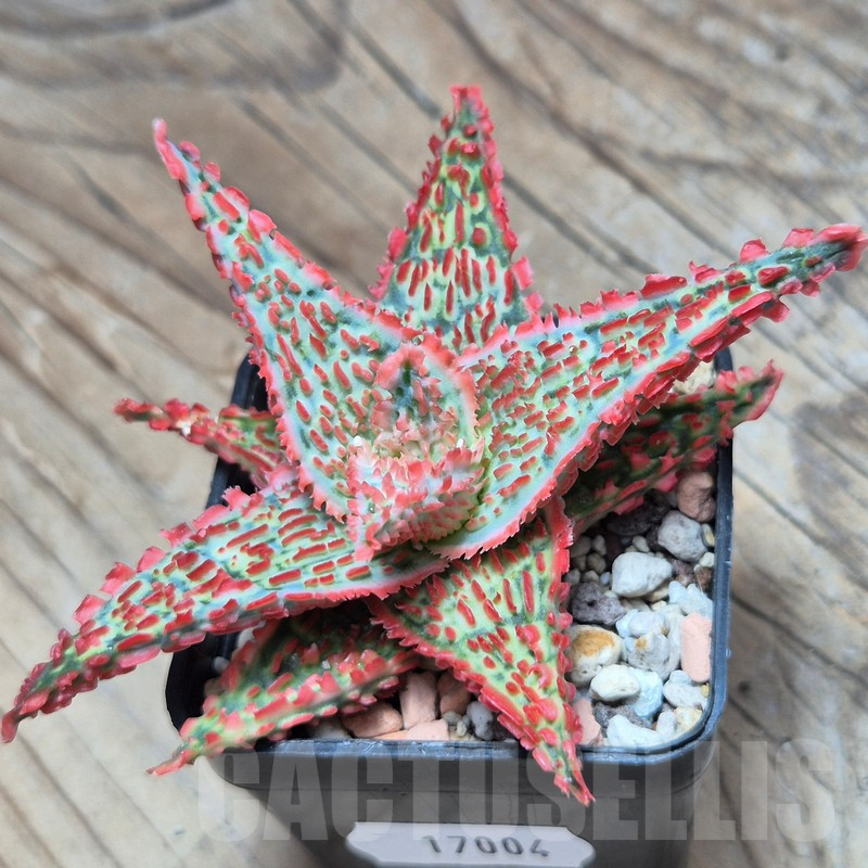 VVG17004 Aloe TCT hybrid