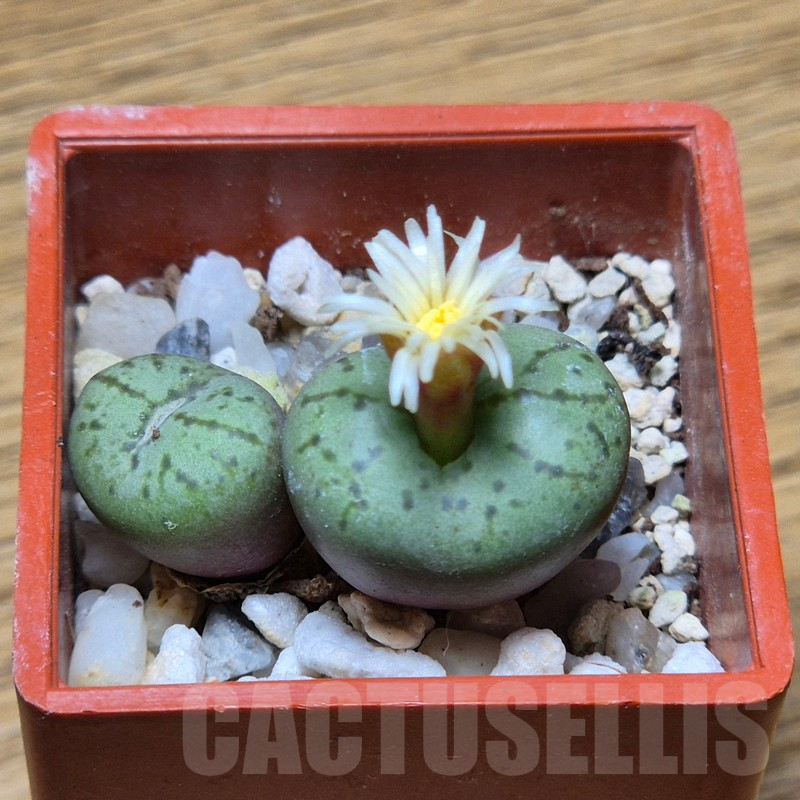 VVG17005 Conophytum obcordellum `giftbergense`
