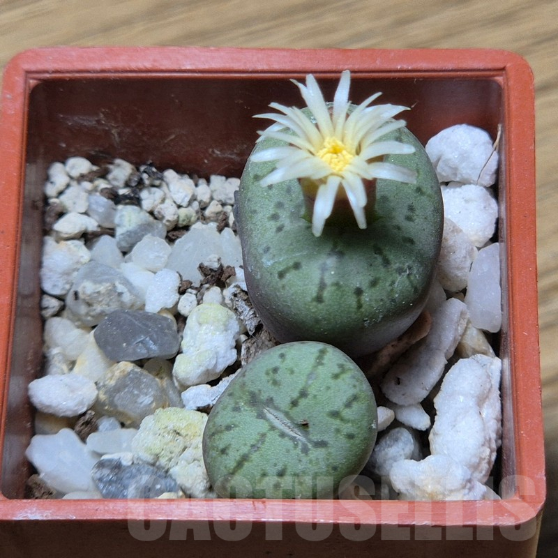 VVG17005 Conophytum obcordellum `giftbergense` - immagine 2