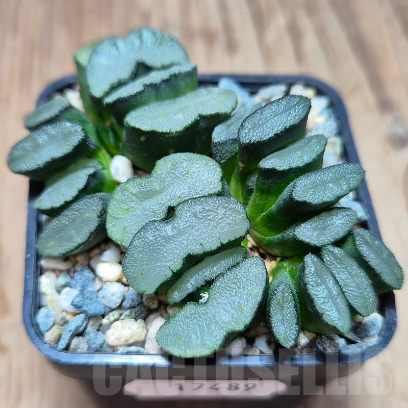 VVG17489 Haworthia truncata f.caespitosa - Image 2