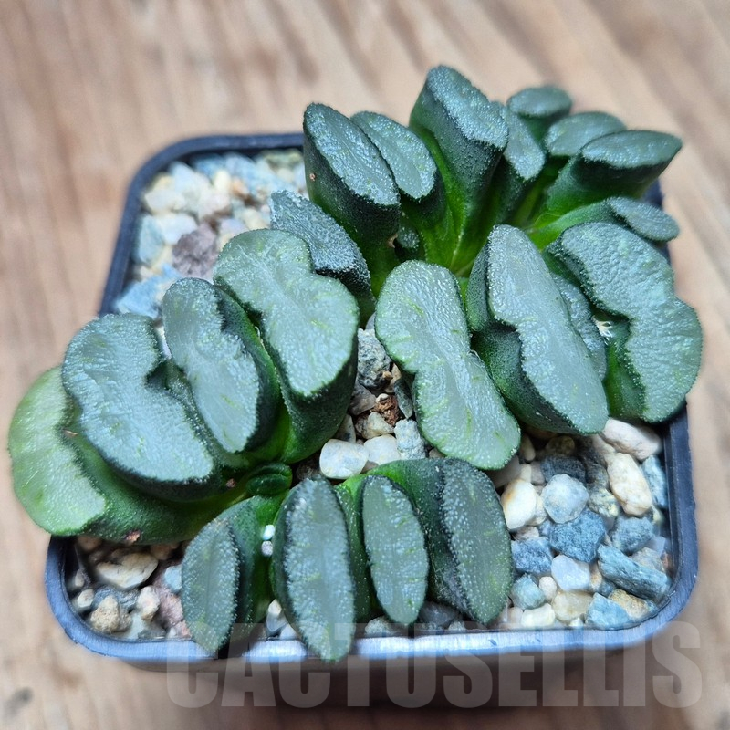 VVG17489 Haworthia truncata f.caespitosa - Image 3