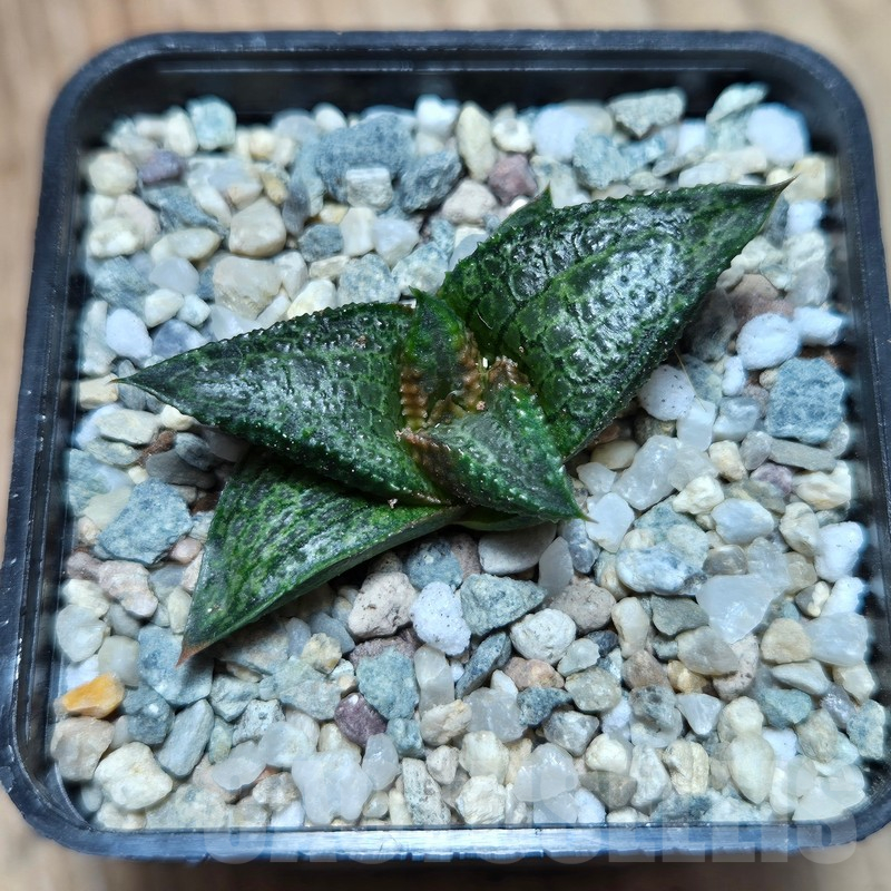 VVG17490 Haworthia koelmaniorum x tesselata F2 - Image 2