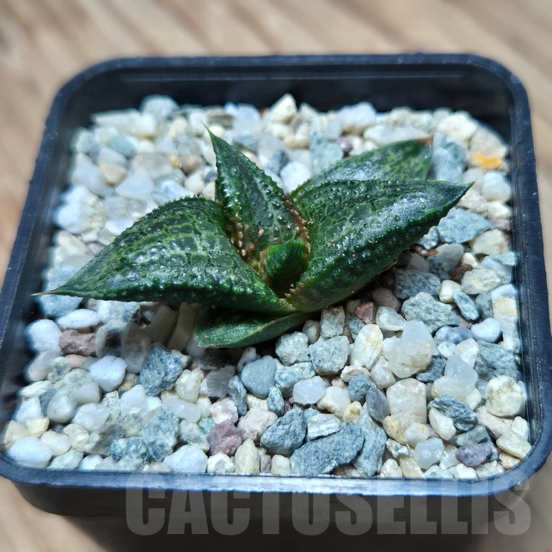 VVG17490 Haworthia koelmaniorum x tesselata F2 - Image 3