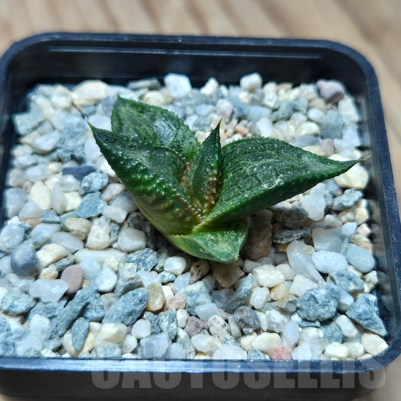VVG17491 Haworthia koelmaniorum x tesselata F2 - Image 3