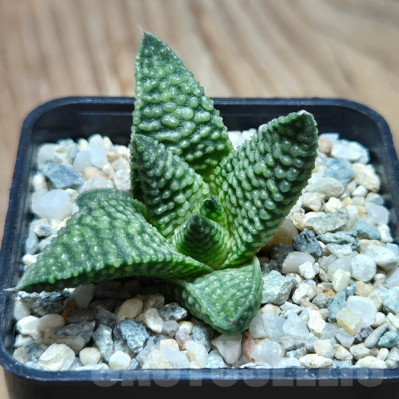 VVG17493 Haworthia minima x koelmaniorum - 画像 (2)