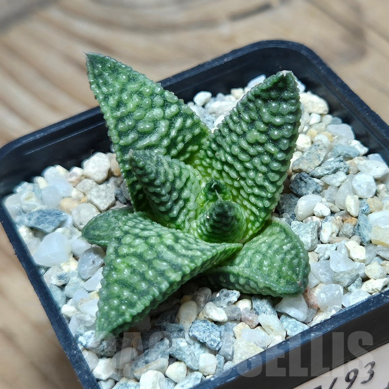 VVG17493 Haworthia minima x koelmaniorum