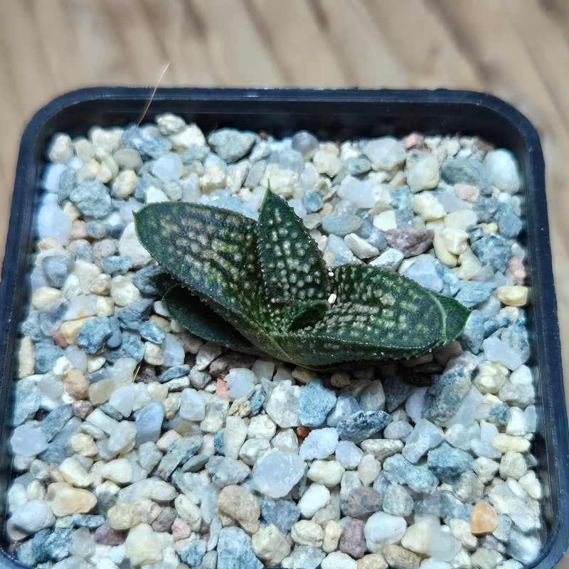 VVG17495 Haworthia ‘Kasornthamala’ - immagine 2