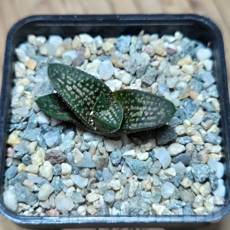 VVG17495 Haworthia ‘Kasornthamala’ - immagine 3