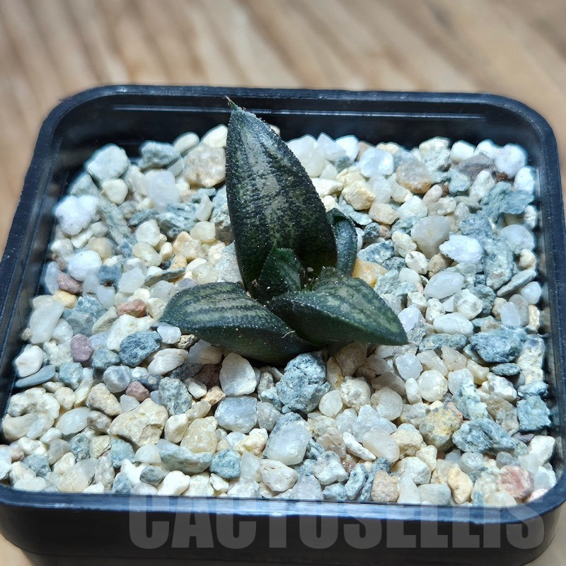 VVG17497 Haworthia ‘Sugriva’ - Image 3