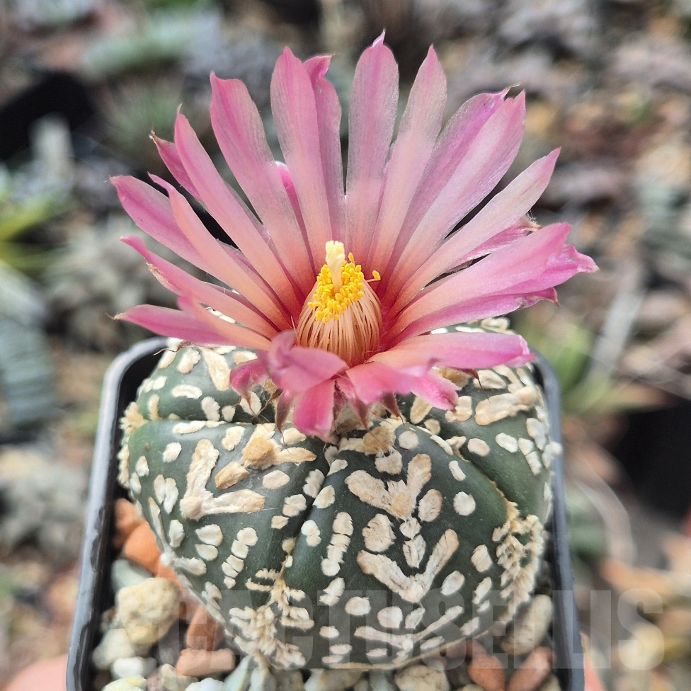 VVG17498 Astrophytum asterias ‘SK V-tipe Akabana’ 5 - ribs