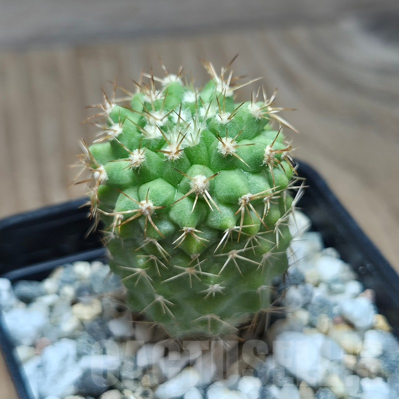 VVG17499 Copiapoa decorticans -Coleto Botcija- – Bild 2