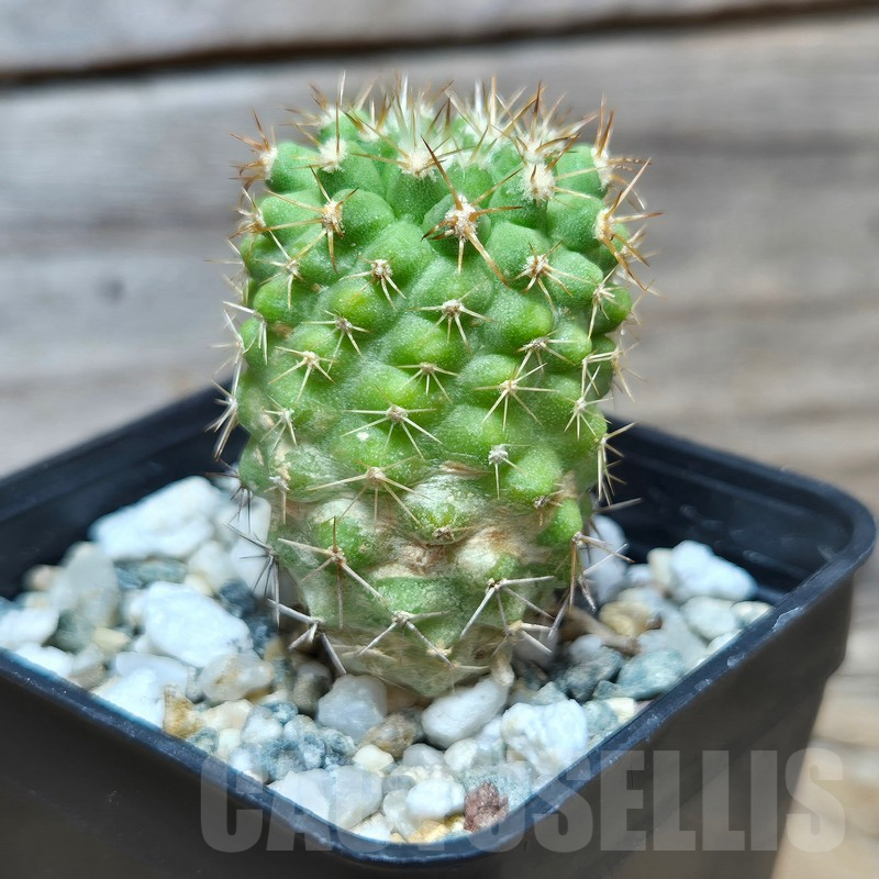 VVG17499 Copiapoa decorticans -Coleto Botcija- – Bild 3