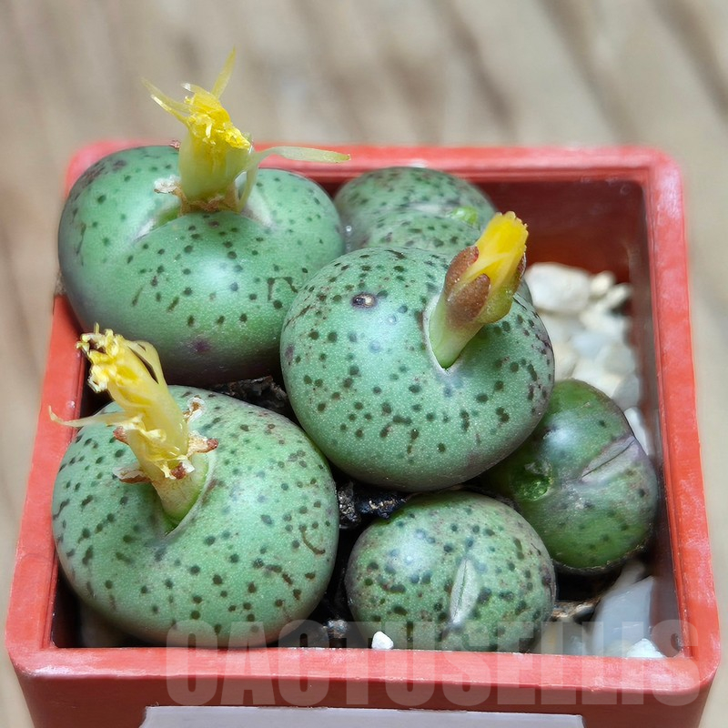 VVG17501 Conophytum obcordellum 'giftbergense' - Imagen 2