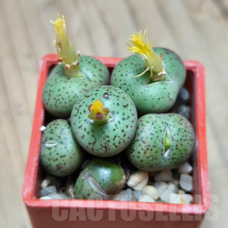 VVG17501 Conophytum obcordellum 'giftbergense' - Imagen 3