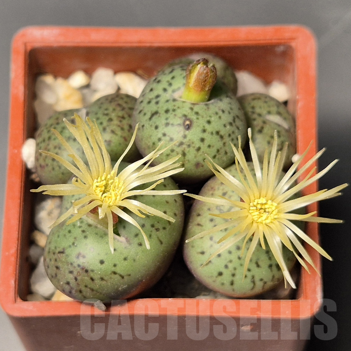 VVG17501 Conophytum obcordellum 'giftbergense'