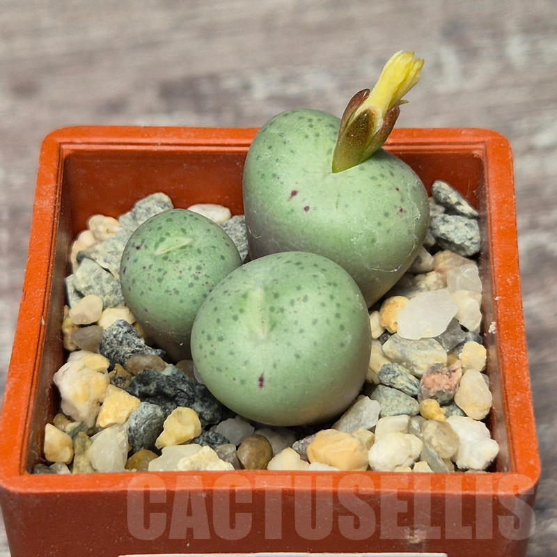 VVG17506 Conophytum truncatum