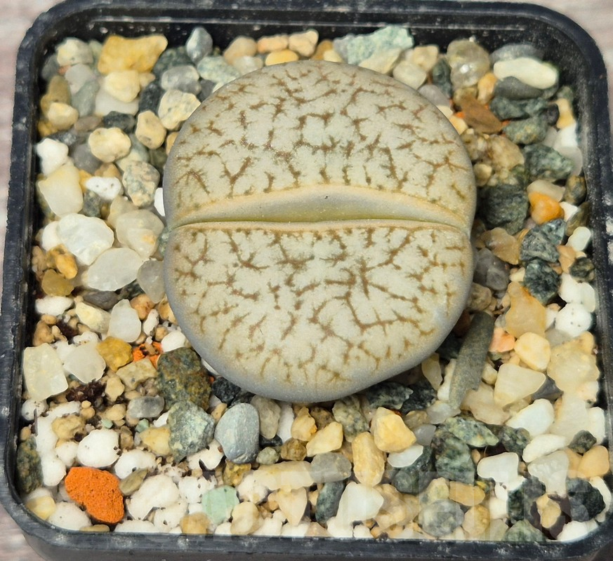 VVG17507 Lithops gracilidelineata