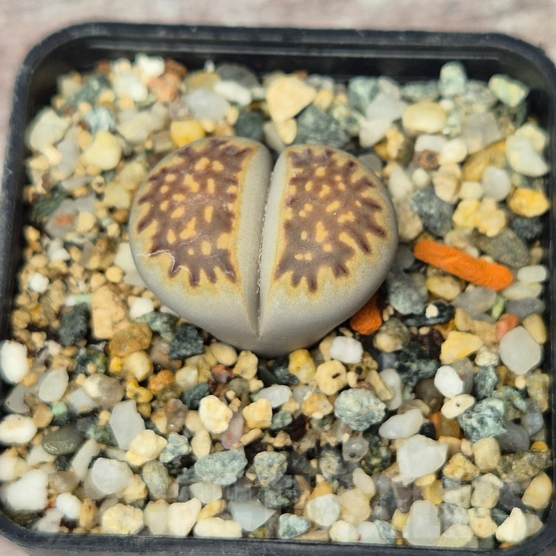 VVG17508 Lithops julii ssp. fulleri v. brunnea C179