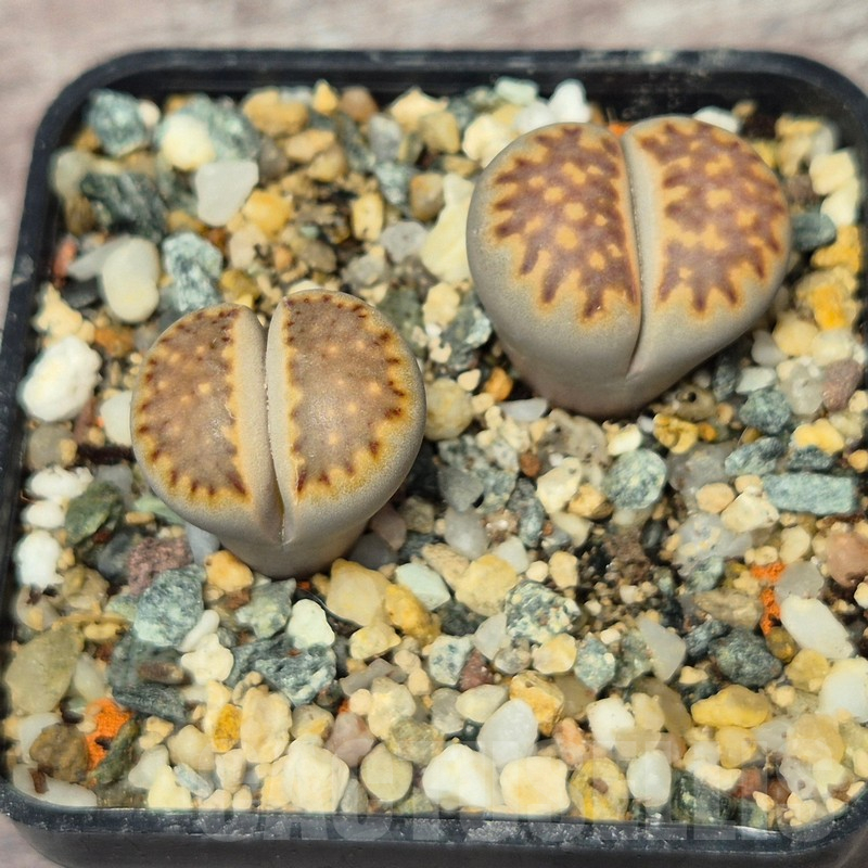 VVG17509 Lithops julii ssp. fulleri v. brunnea C179 2 plants seedling
