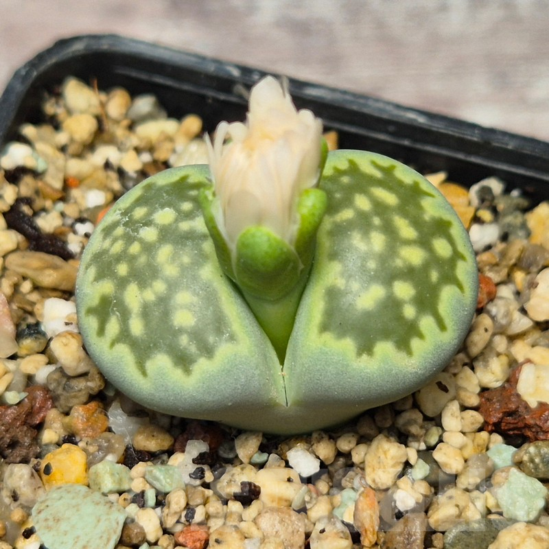 VVG17510 Lithops julii v. fulleri 'Fullergreen'