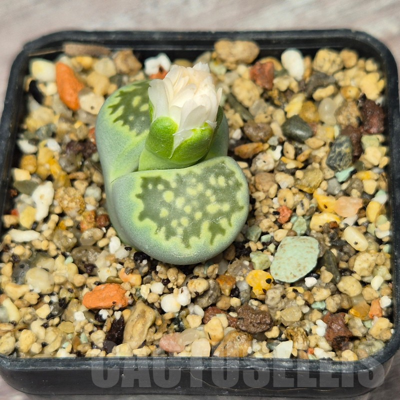 VVG17510 Lithops julii v. fulleri 'Fullergreen' - Зображення 2