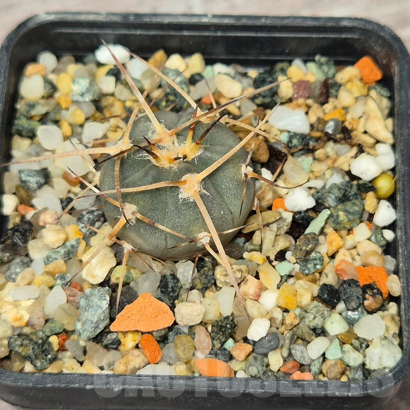 VVG17513 Gymnocalycium cardenasianum -Khores- - Image 2