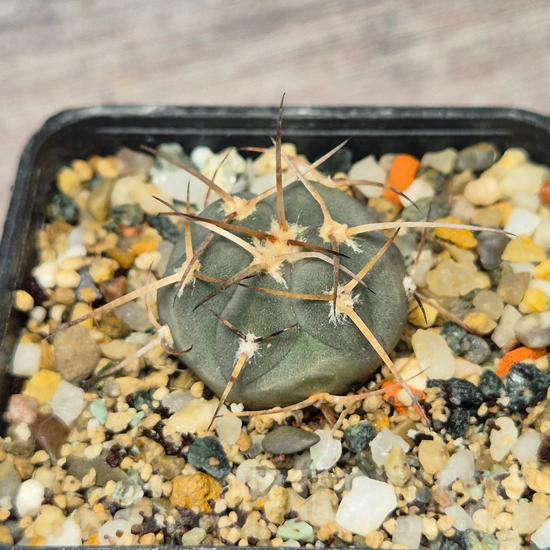 VVG17514 Gymnocalycium cardenasianum -Khores- - Image 2