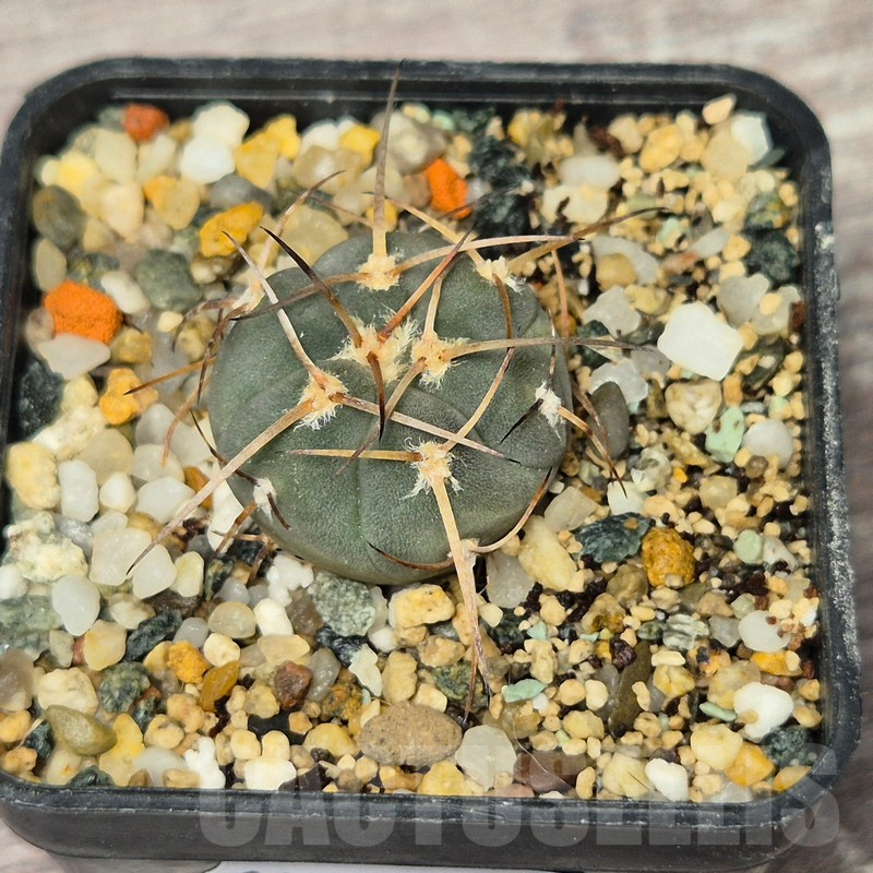 VVG17514 Gymnocalycium cardenasianum -Khores- - Image 3