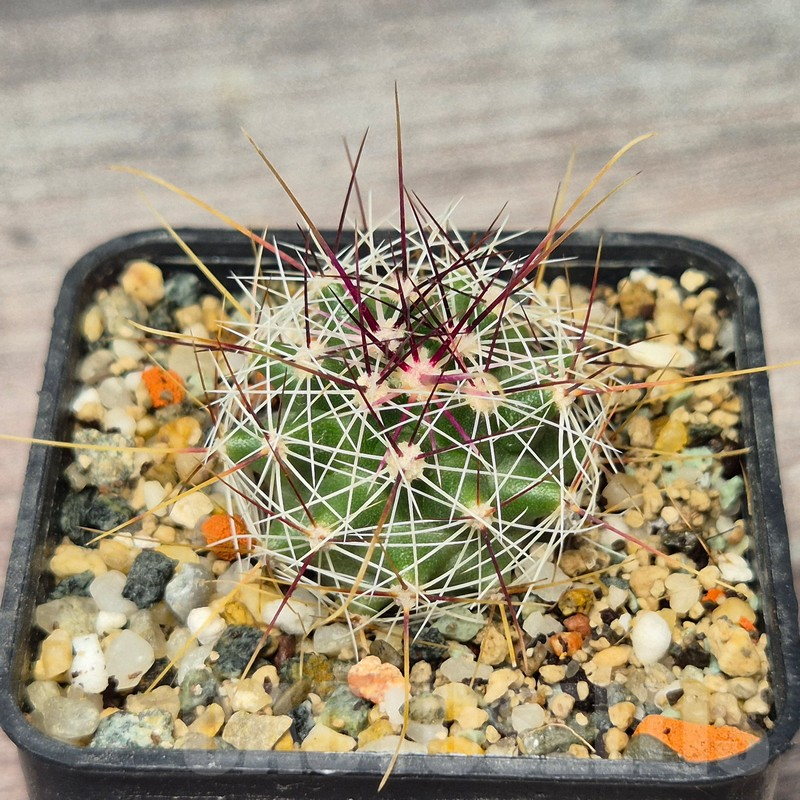 VVG17516 Ferocactus haematacanthus -El Amparo-