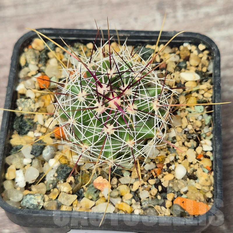 VVG17516 Ferocactus haematacanthus -El Amparo- - Image 2