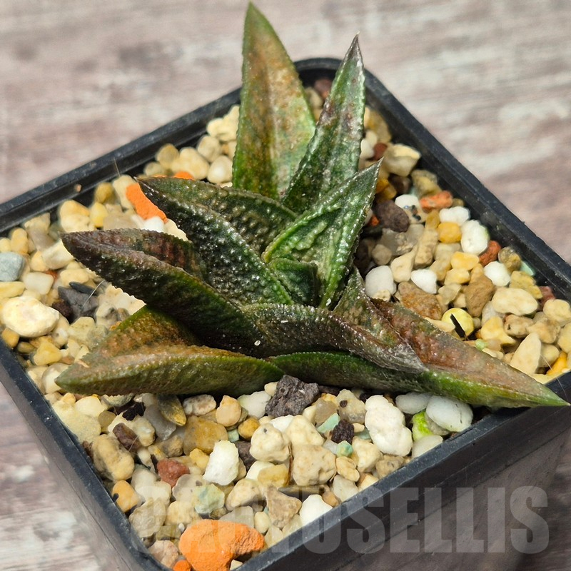 VVG17517 Haworthia nigra x koelmaniorum F2 - Imagen 2