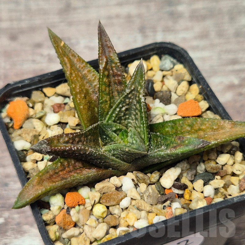 VVG17517 Haworthia nigra x koelmaniorum F2