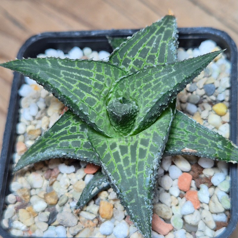 VVG17518 Haworthia tesselata -Carlton Station-