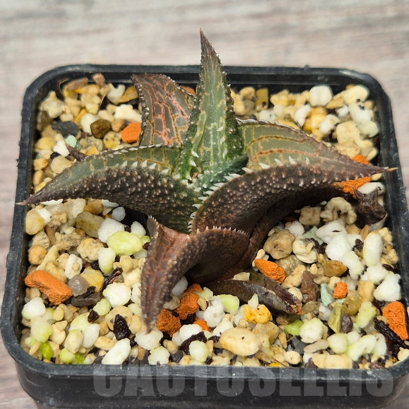 VVG17518 Haworthia tesselata -Carlton Station-