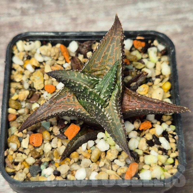 VVG17518 Haworthia tesselata -Carlton Station- - Image 2